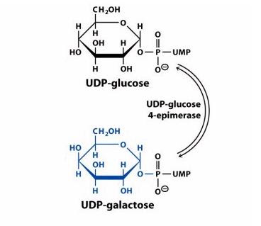 oqueegalactosemia6